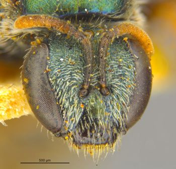 Media type: image;   Entomology 16341 Aspect: head frontal view